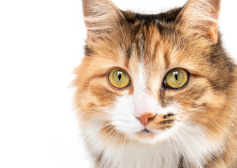 Adorable cat head portrait. Front view. Multicolored (torbie) long hair fluffy female cat with incredible markings. Orange and white face with yellow eyes and long white whiskers.  Isolated on white.