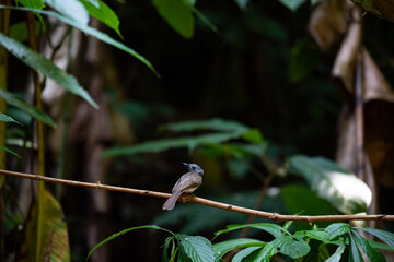 Black - naped monarch