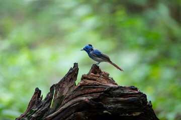 Black - naped Monarch
