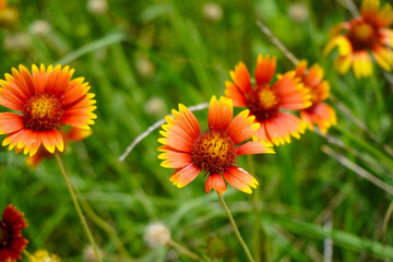 Close up of a Texas wild flower.