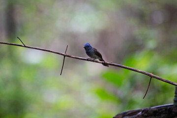 Female Black - naped Monarch