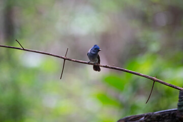 Female Black - naped Monarch