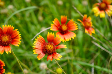 Close up of a Texas wild flower.