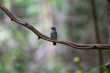 Female Black - naped Monarch
