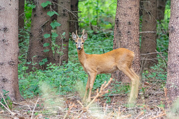 Reh im Mecklenburger Wald