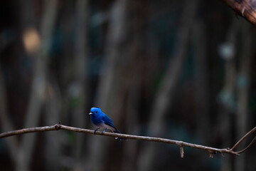 Male Black - naped Monarch