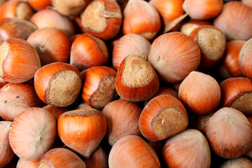 hazelnuts of Black sea region