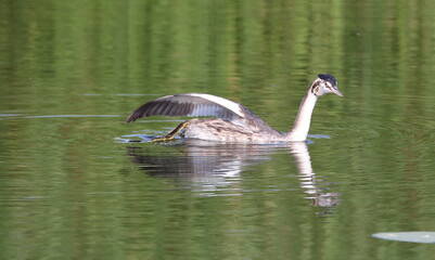 great crested grebe (Podiceps cristatus) in water