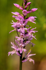 Sack-bearing Orchid (Dactylorhiza saccifera) close up picture