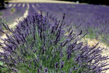 Au plus près de la lavande