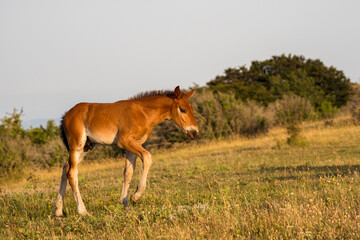 Naklejka na ściany i meble beautiful attitude of a foal at liberty in the mountains of the Drôme, France