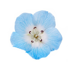Nemophila blue flower isolated on a white background.