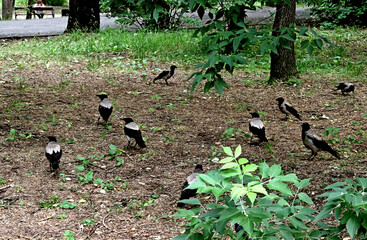 flock of birds