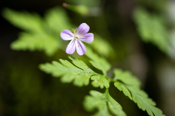 Fiorellino viola