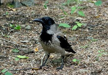crow on the grass