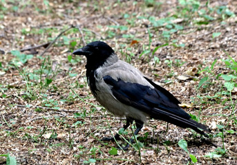 crow on the grass