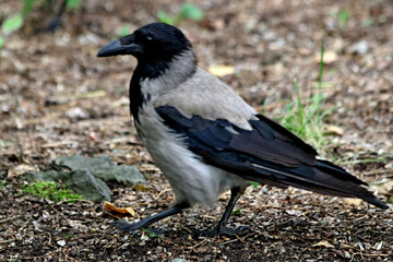 crow on the ground