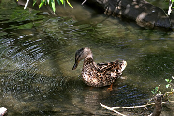 duck in the water