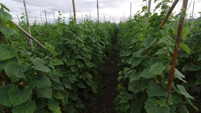 Cucumbers that are planted in rows, melons are bearing fruit.