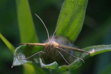 butterfly with eyes and antennae on a leaf