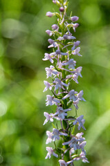 Fragrant Orchid (Gymnadenia conopsea) in natural habitat