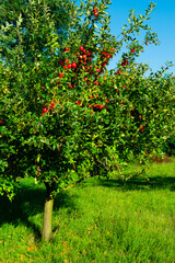 single apple tree at garden, blue sky