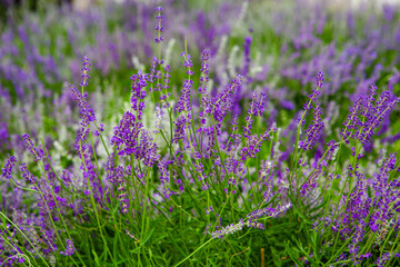 Flowers and branches of lavender close up