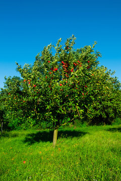 single apple tree at garden, blue sky
