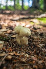 Un Cep joven crece en el bosque en pleno verano 