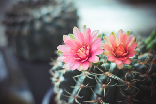 cactus in pot with flower. home plant decoration concept.