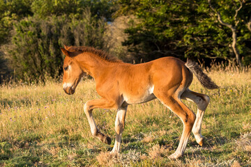 Naklejka na ściany i meble beautiful attitude of a foal at liberty in the mountains of the Drôme, France