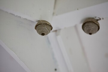 Two wasp nests in a white wood ceiling