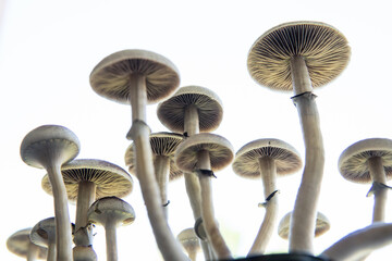 Growing Albino A strain. Magic shroom. Hallucinogenic Psychedelic drug. Fresh Psilocybin shroom.