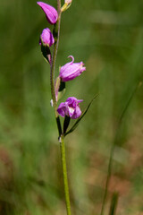 Fototapeta premium Red Helleborine (Cephalanthera rubra) in natural habitat
