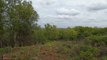 Obraz premium forest in the morning