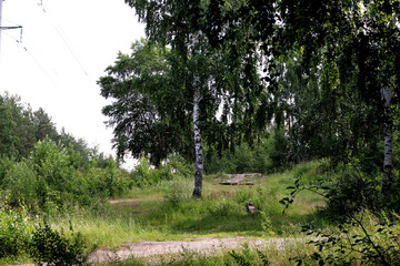 Fototapeta premium trees in the forest