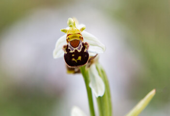 Bee Orchid (Ophrys apifera) in natural habitat