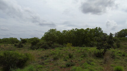 clouds in the forest