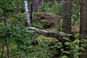 tree in the woods