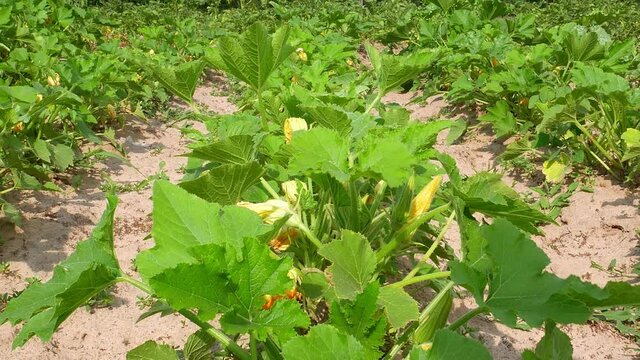 A row of zucchini vegetables on a farm field. Patison. Agriculture. Vegetable in the garden garden. Vegetable salad. Harvesting. Advertising video. Agricultural activity.