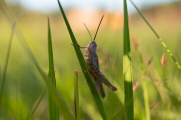 Grasshopper in grass on meadow in summer morning. Macro view