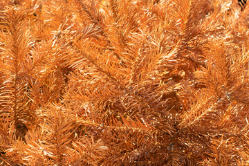 Pine tree branches dried and sunlit 