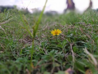 yellow flower in the grass