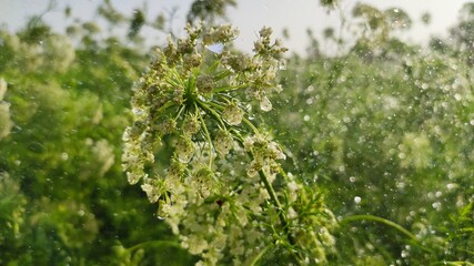 Water drops on blossoming carrot flower