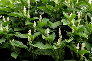 caterpillar on a leaf