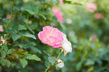 Beautiful pink roses flower in the garden