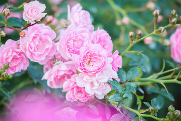 Beautiful pink roses flower in the garden
