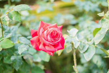 Beautiful red roses flower in the garden