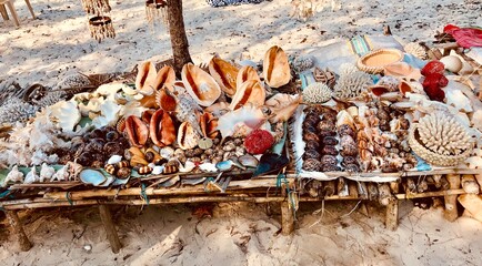 Tropische Muscheln  © Linn