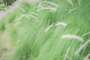 green long grass in garden. nature park view